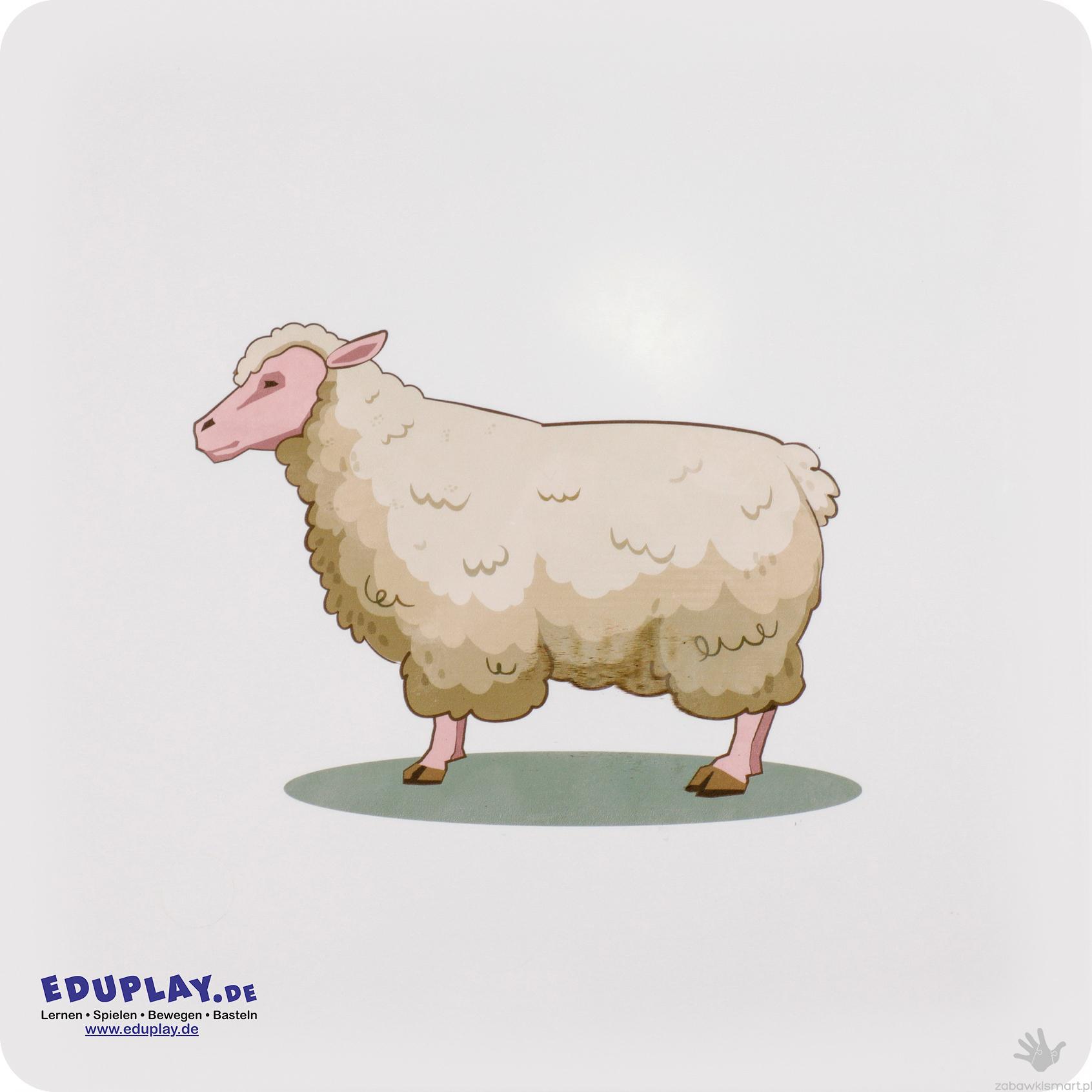 Zestaw kart dotykowych Eduplay- skóry zwierząt - obrazek 10